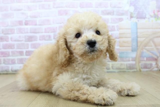 青森県のトイプードル(トイ) (Coo&RIKU八戸店/2025年7月13日生まれ/男の子/アプリコット)の子犬の3枚目の画像