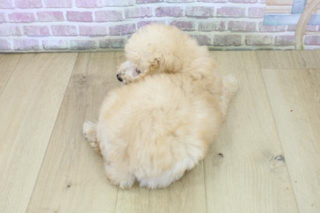 青森県のトイプードル(トイ) (Coo&RIKU八戸店/2025年7月13日生まれ/男の子/アプリコット)の子犬の4枚目の画像