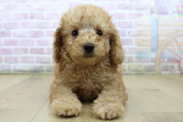 福島県のトイプードル(トイ) (Coo&RIKU郡山店/2025年7月13日生まれ/男の子/レッド)の子犬
