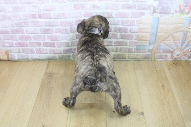山形県のフレンチブルドッグ (Coo&RIKU山形店/2025年7月5日生まれ/女の子/ブリンドル)の子犬の4枚目の画像