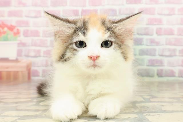 東京都のサイベリアン (Coo&RIKU新宿三丁目店/2025年7月8日生まれ/女の子/キャリコ)の子猫の1枚目の画像