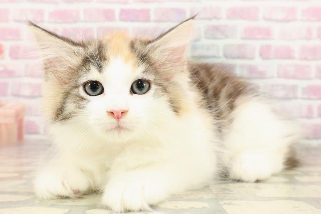 東京都のサイベリアン (Coo&RIKU新宿三丁目店/2025年7月8日生まれ/女の子/キャリコ)の子猫の2枚目の画像
