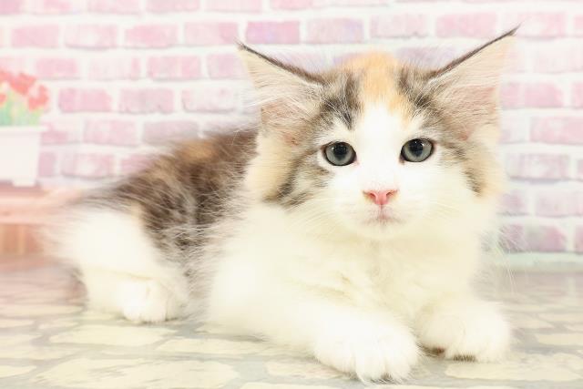 東京都のサイベリアン (Coo&RIKU新宿三丁目店/2025年7月8日生まれ/女の子/キャリコ)の子猫の3枚目の画像