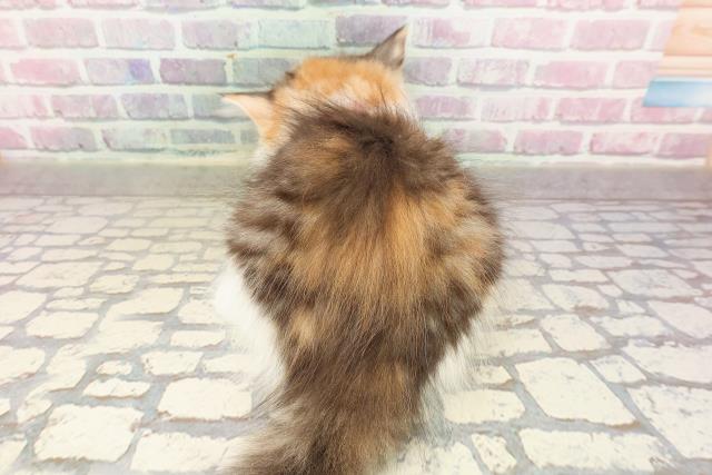 東京都のサイベリアン (Coo&RIKU新宿三丁目店/2025年7月8日生まれ/女の子/キャリコ)の子猫の4枚目の画像