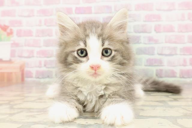 ノルウェージャン・フォレストキャット