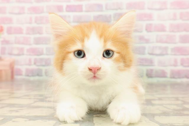 ノルウェージャン・フォレストキャット