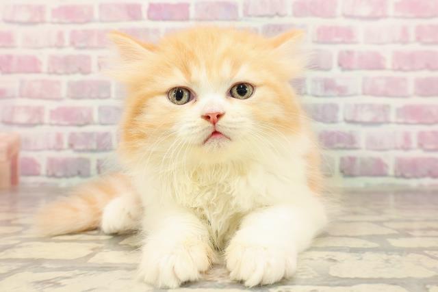 東京都のミヌエット (Coo&RIKU下北沢店/2025年7月9日生まれ/女の子/レッドタビーホワイト)の子猫の1枚目の画像