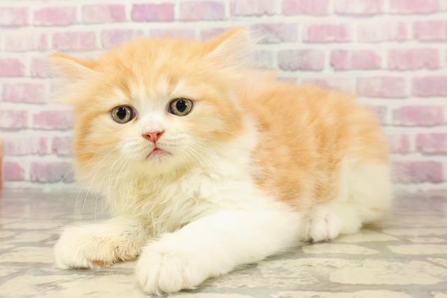 東京都のミヌエット (Coo&RIKU下北沢店/2025年7月9日生まれ/女の子/レッドタビーホワイト)の子猫の2枚目の画像