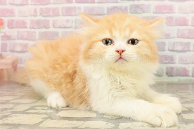 東京都のミヌエット (Coo&RIKU下北沢店/2025年7月9日生まれ/女の子/レッドタビーホワイト)の子猫の3枚目の画像