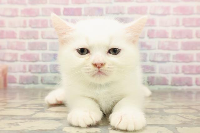 東京都のミヌエット (Coo&RIKU秋葉原店/2025年7月9日生まれ/男の子/ホワイト)の子猫の1枚目の画像