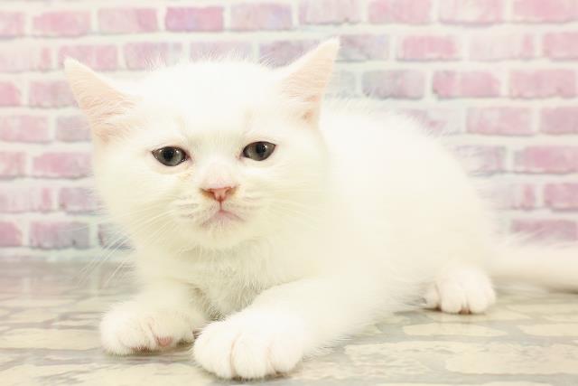東京都のミヌエット (Coo&RIKU秋葉原店/2025年7月9日生まれ/男の子/ホワイト)の子猫の2枚目の画像