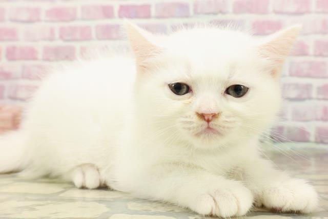東京都のミヌエット (Coo&RIKU秋葉原店/2025年7月9日生まれ/男の子/ホワイト)の子猫の3枚目の画像
