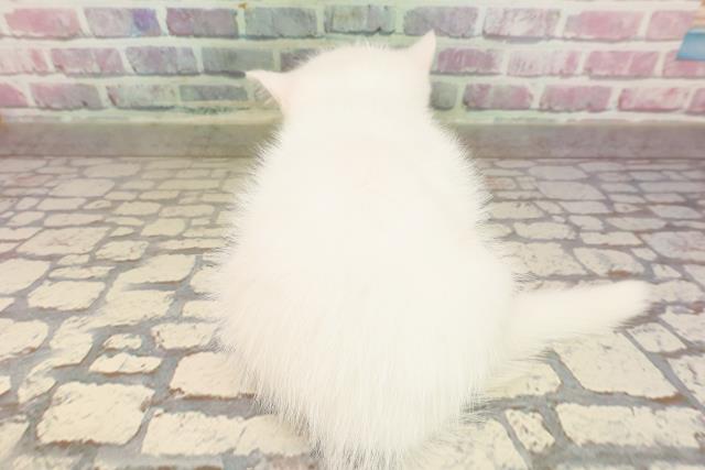 東京都のミヌエット (Coo&RIKU秋葉原店/2025年7月9日生まれ/男の子/ホワイト)の子猫の4枚目の画像