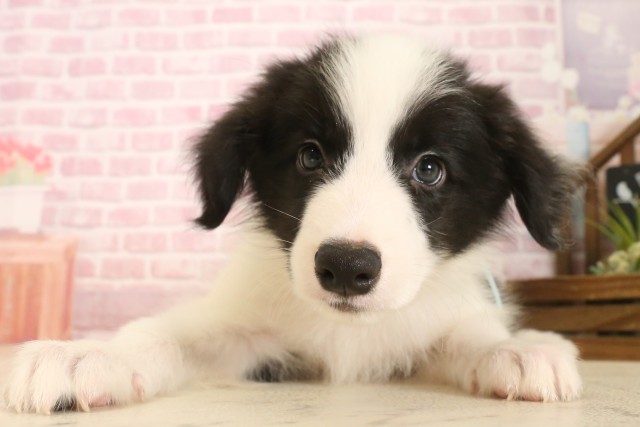 静岡県のボーダーコリー (Coo&RIKU浜松店/2025年7月10日生まれ/男の子/ブラックホワイト)の子犬の1枚目の画像