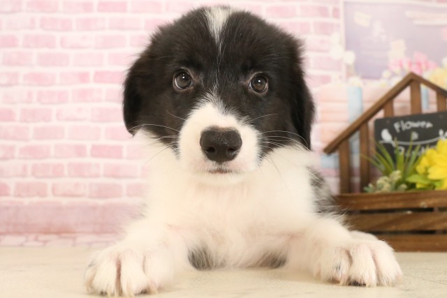 静岡県のボーダーコリー (Coo&RIKU掛川店/2025年7月10日生まれ/男の子/ブラックホワイト)の子犬の1枚目の画像