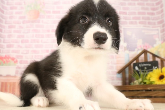 静岡県のボーダーコリー (Coo&RIKU掛川店/2025年7月10日生まれ/男の子/ブラックホワイト)の子犬の2枚目の画像