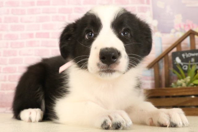 島根県のボーダーコリー (Coo&RIKU出雲店/2025年7月10日生まれ/女の子/ブラックホワイト)の子犬の2枚目の画像
