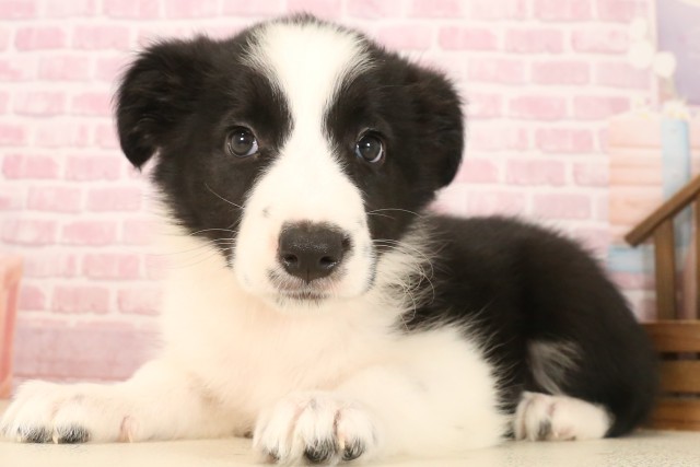 島根県のボーダーコリー (Coo&RIKU出雲店/2025年7月10日生まれ/女の子/ブラックホワイト)の子犬の3枚目の画像