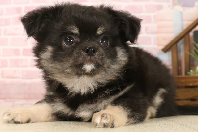 富山県のチワワ(ロング) (Coo&RIKU富山店/2025年7月11日生まれ/男の子/ブラックタンホワイト)の子犬の3枚目の画像