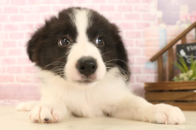 広島県のボーダーコリー (Coo&RIKU福山店/2025年7月12日生まれ/男の子/ブラックホワイト)の子犬の1枚目の画像