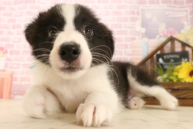 広島県のボーダーコリー (Coo&RIKU福山店/2025年7月12日生まれ/男の子/ブラックホワイト)の子犬の3枚目の画像