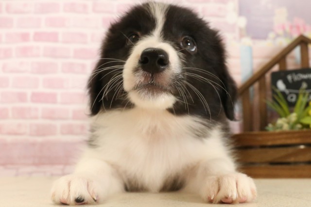 徳島県のボーダーコリー (Coo&RIKU徳島店/2025年7月12日生まれ/女の子/ブラックホワイト)の子犬の1枚目の画像