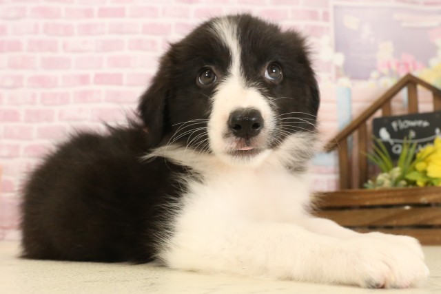 徳島県のボーダーコリー (Coo&RIKU徳島店/2025年7月12日生まれ/女の子/ブラックホワイト)の子犬の2枚目の画像