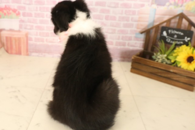 広島県のボーダーコリー (Coo&RIKU東広島店/2025年7月12日生まれ/女の子/ブラックホワイト)の子犬の4枚目の画像
