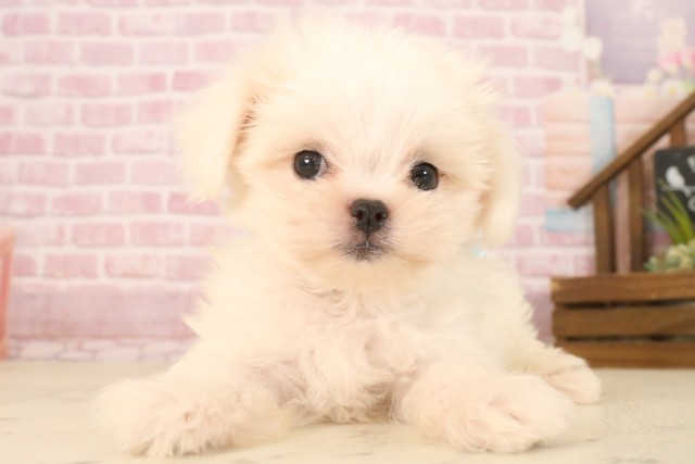 広島県のマルチーズ (Coo&RIKU東広島店/2025年7月12日生まれ/男の子/ホワイト)の子犬の1枚目の画像