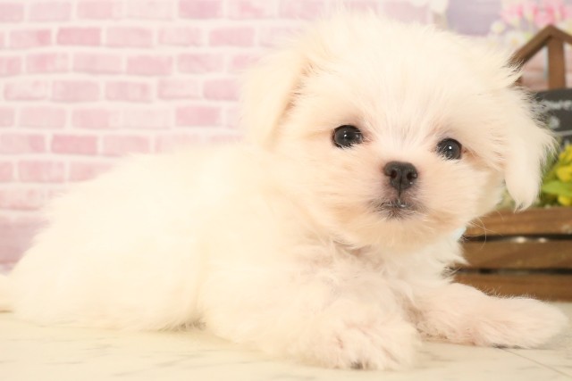 広島県のマルチーズ (Coo&RIKU東広島店/2025年7月12日生まれ/男の子/ホワイト)の子犬の2枚目の画像
