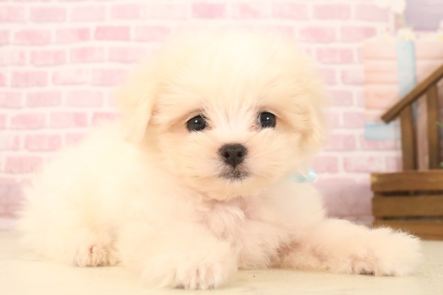 山口県のマルチーズ (Coo&RIKUサンパークあじす店/2025年7月12日生まれ/男の子/ホワイト)の子犬の2枚目の画像