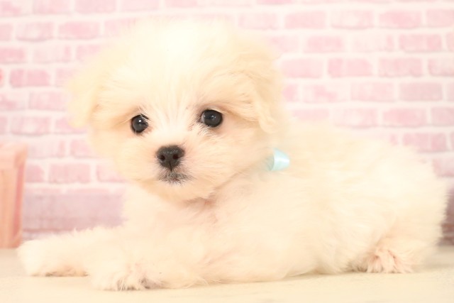 山口県のマルチーズ (Coo&RIKUサンパークあじす店/2025年7月12日生まれ/男の子/ホワイト)の子犬の3枚目の画像