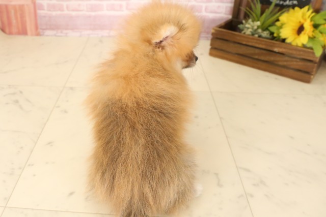 福岡県のポメラニアン (Coo&RIKU筑後店/2025年7月13日生まれ/女の子/オレンジセーブル)の子犬の4枚目の画像
