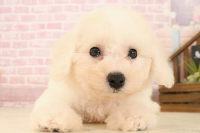 長野県のビションフリーゼ (Coo&RIKU綿半中野店/2025年7月13日生まれ/女の子/ホワイト)の子犬