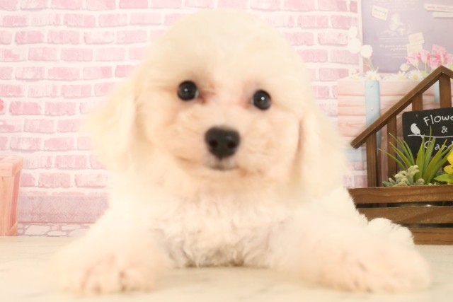 長野県のビションフリーゼ (Coo&RIKU綿半諏訪店/2025年7月13日生まれ/女の子/ホワイト)の子犬