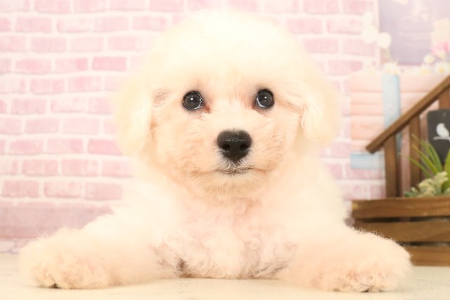 新潟県のビションフリーゼ (Coo&RIKU新潟西店/2025年7月13日生まれ/女の子/ホワイト)の子犬