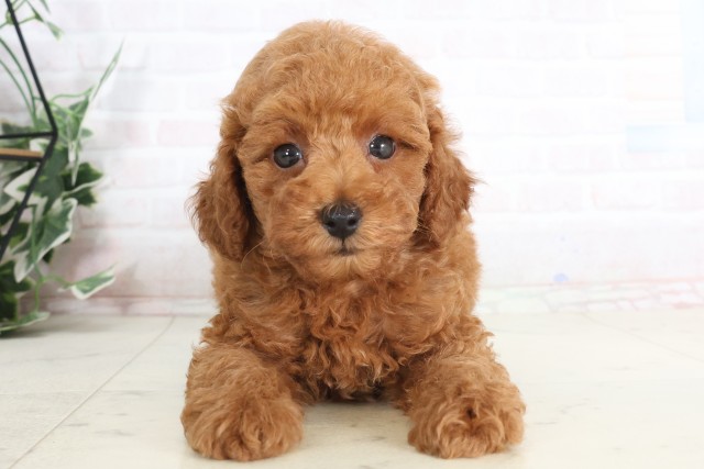 宮崎県のトイプードル(トイ) (Coo&RIKU宮崎店/2025年7月11日生まれ/男の子/アプリコット)の子犬の1枚目の画像