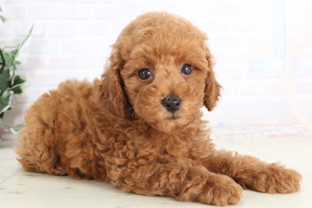 宮崎県のトイプードル(トイ) (Coo&RIKU宮崎店/2025年7月11日生まれ/男の子/アプリコット)の子犬の2枚目の画像