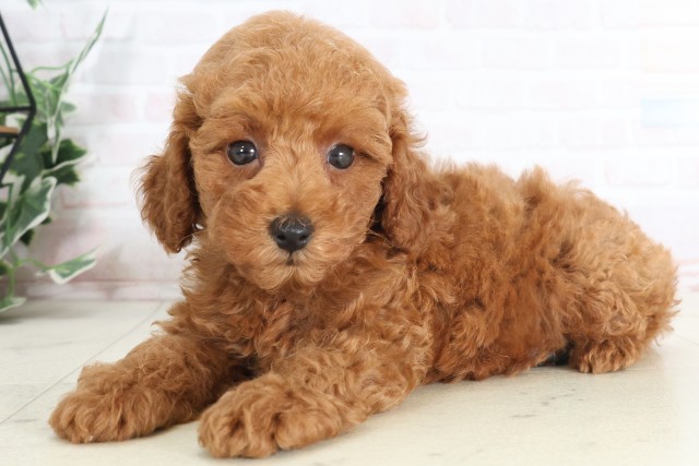 宮崎県のトイプードル(トイ) (Coo&RIKU宮崎店/2025年7月11日生まれ/男の子/アプリコット)の子犬の3枚目の画像