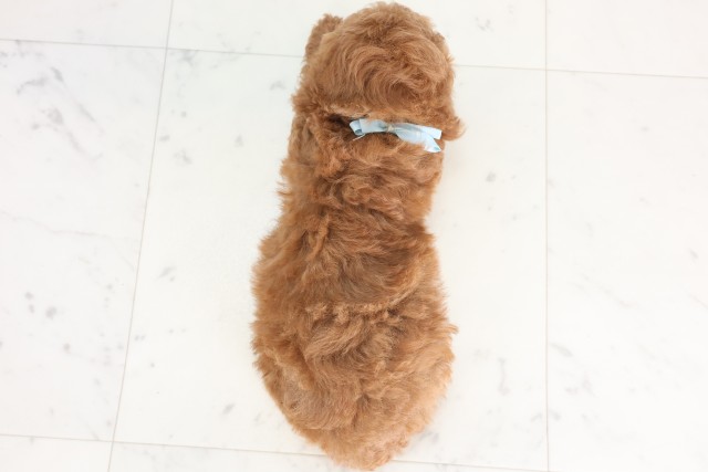 宮崎県のトイプードル(トイ) (Coo&RIKU宮崎店/2025年7月11日生まれ/男の子/アプリコット)の子犬の4枚目の画像
