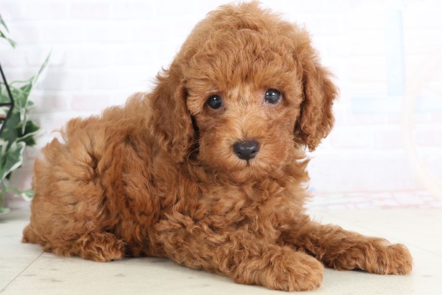 愛媛県のトイプードル(トイ) (Coo&RIKU大洲店/2025年7月11日生まれ/男の子/アプリコット)の子犬の2枚目の画像