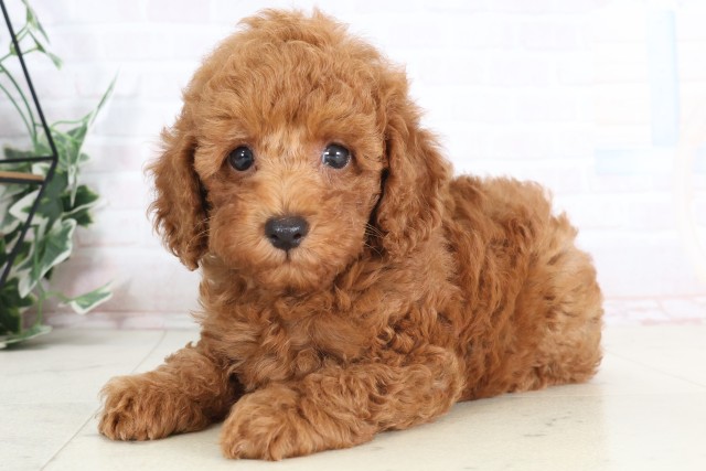 愛媛県のトイプードル(トイ) (Coo&RIKU大洲店/2025年7月11日生まれ/男の子/アプリコット)の子犬の3枚目の画像