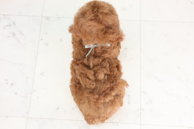 愛媛県のトイプードル(トイ) (Coo&RIKU大洲店/2025年7月11日生まれ/男の子/アプリコット)の子犬の4枚目の画像