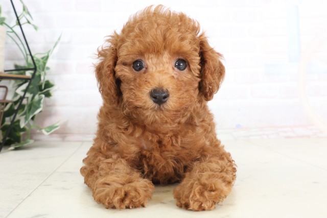 福岡県のトイプードル(トイ) (Coo&RIKU筑後店/2025年7月11日生まれ/女の子/アプリコット)の子犬の1枚目の画像