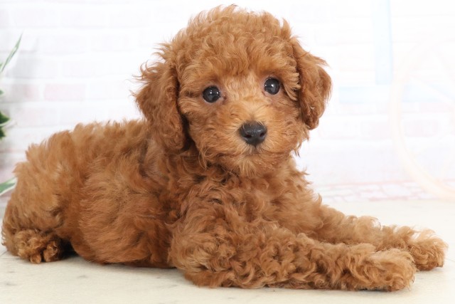 福岡県のトイプードル(トイ) (Coo&RIKU筑後店/2025年7月11日生まれ/女の子/アプリコット)の子犬の2枚目の画像