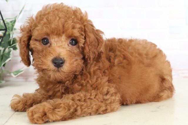 福岡県のトイプードル(トイ) (Coo&RIKU筑後店/2025年7月11日生まれ/女の子/アプリコット)の子犬の3枚目の画像