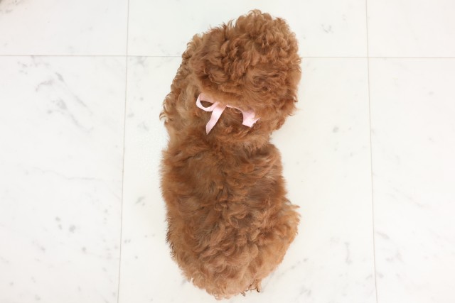 福岡県のトイプードル(トイ) (Coo&RIKU筑後店/2025年7月11日生まれ/女の子/アプリコット)の子犬の4枚目の画像