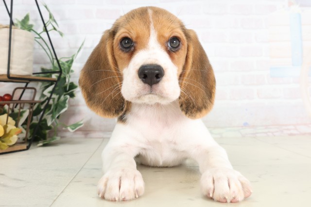 長野県のビーグル (Coo&RIKU綿半権堂店/2025年7月12日生まれ/女の子/ハウンドカラー)の子犬