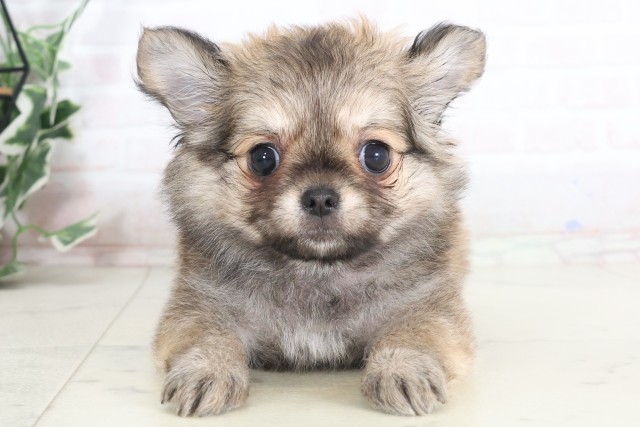 徳島県のチワワ(ロング) (Coo&RIKU徳島店/2025年7月9日生まれ/男の子/フォーン)の子犬の1枚目の画像