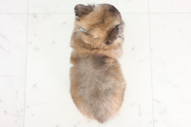 徳島県のチワワ(ロング) (Coo&RIKU徳島店/2025年7月9日生まれ/男の子/フォーン)の子犬の4枚目の画像